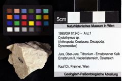 Foto (Objket + Etiketten) von Cyclothyreus sp. 